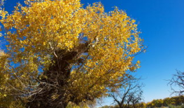 金色印象,探寻璀璨文化底蕴的璀璨之光